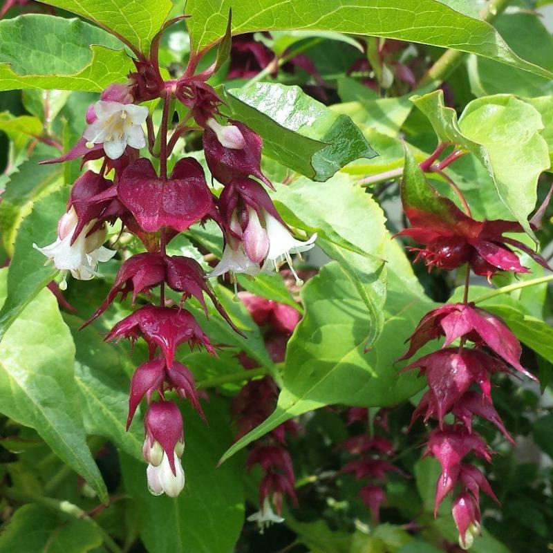 Leycesteria formosa Jealousy - лейцестерия (1626)